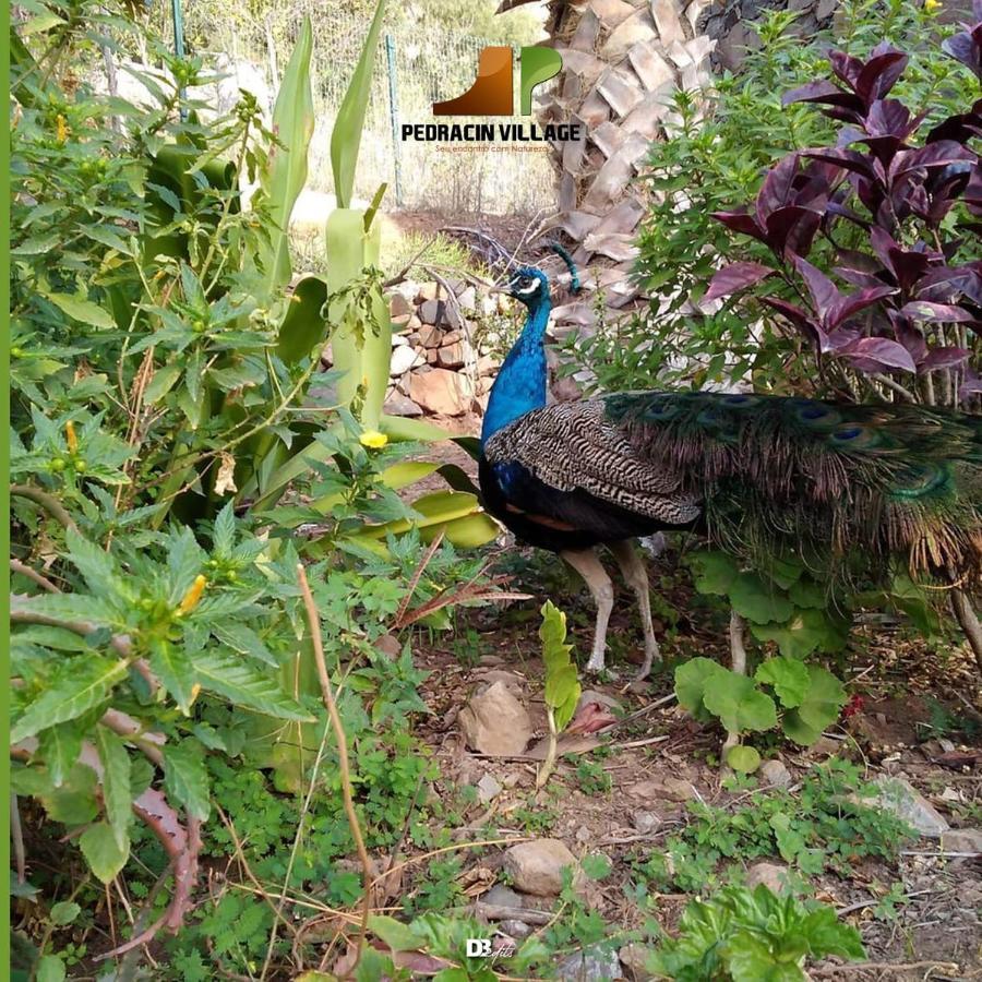 Pedracin Village Ribeira Grande Екстериор снимка